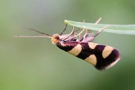 Малинова брунькова міль